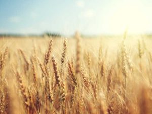 Lire la suite à propos de l’article Contrôle des acariens du blé – Conseils pour traiter les acariens du blé sur les plantes