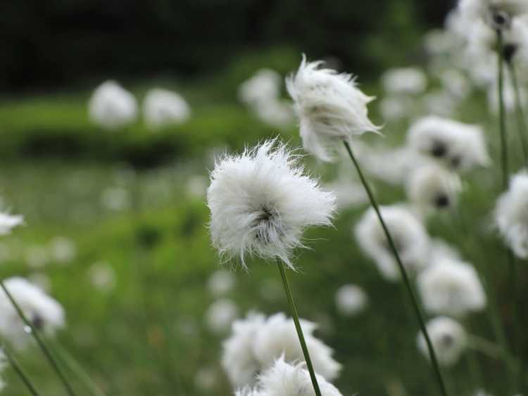 You are currently viewing Informations sur la linaigrette – Faits sur la linaigrette dans le paysage