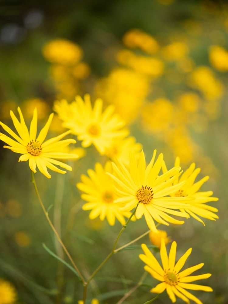 You are currently viewing Entretien du tournesol des marais : cultiver des tournesols des marais dans les jardins