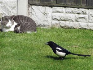Lire la suite à propos de l’article Assurer la sécurité des oiseaux du jardin – Comment protéger les oiseaux des chats