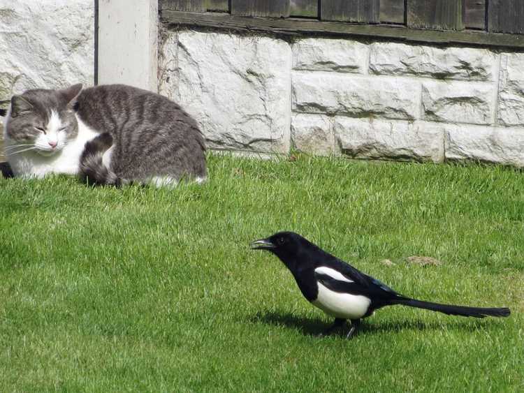 You are currently viewing Assurer la sécurité des oiseaux du jardin – Comment protéger les oiseaux des chats