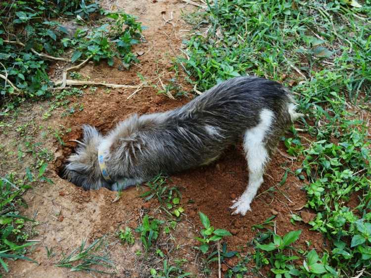 Lire la suite à propos de l’article Protéger les plantes des chiens : éloigner les chiens des plantes de jardin