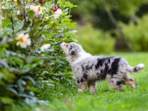 Lire la suite à propos de l’article Créer un jardin adapté aux chiens