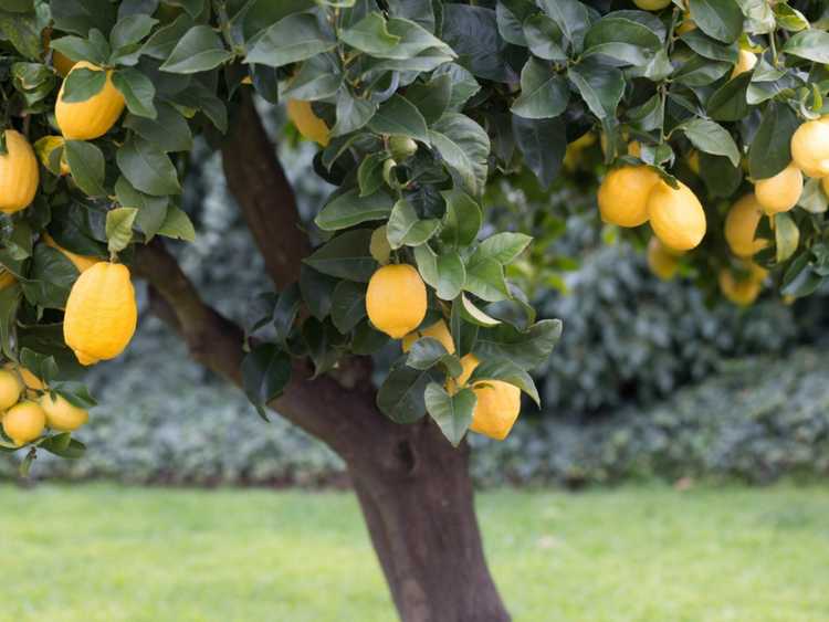 You are currently viewing Cultiver des citrons – Comment faire pousser un citronnier