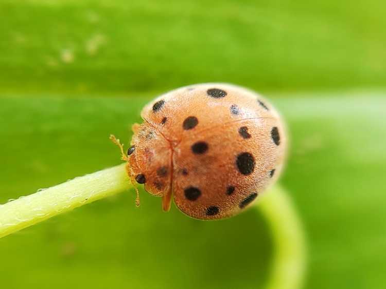 You are currently viewing Contrôle du coléoptère mexicain du haricot : comment éloigner les coléoptères du haricot des plantes