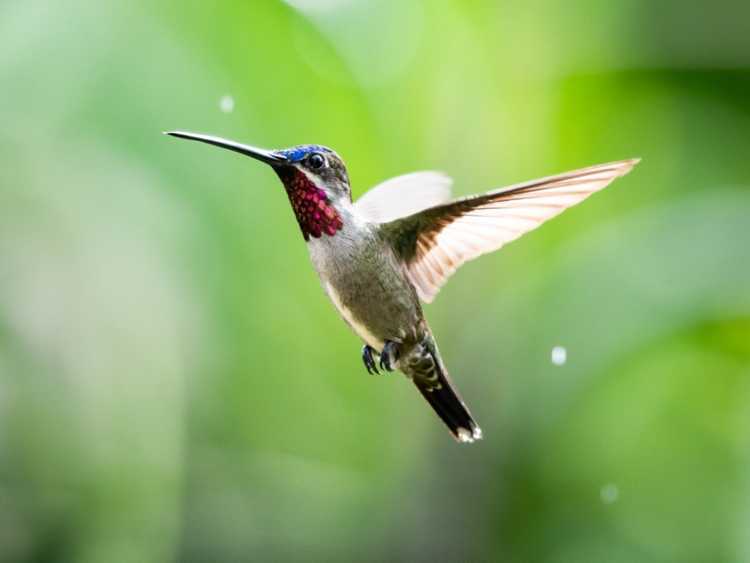 Lire la suite à propos de l’article Idées de jardin de colibris : les meilleures fleurs pour attirer les colibris