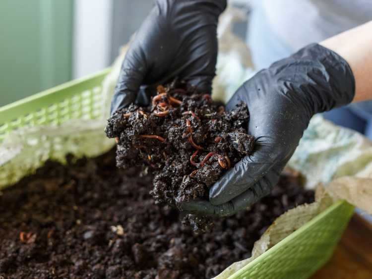 Lire la suite à propos de l’article Vermiculture en cuisine : découvrez le compostage sous évier avec des vers