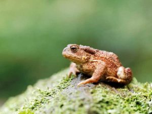 Lire la suite à propos de l’article Crapauds dans le jardin – Comment attirer les crapauds