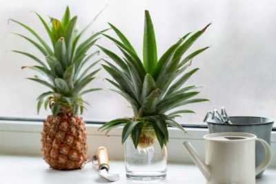 You are currently viewing Planter des sommets d'ananas – Comment faire pousser un sommet d'ananas