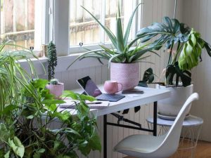 Lire la suite à propos de l’article Idées de plantes pour dortoirs : choisir des plantes pour les dortoirs