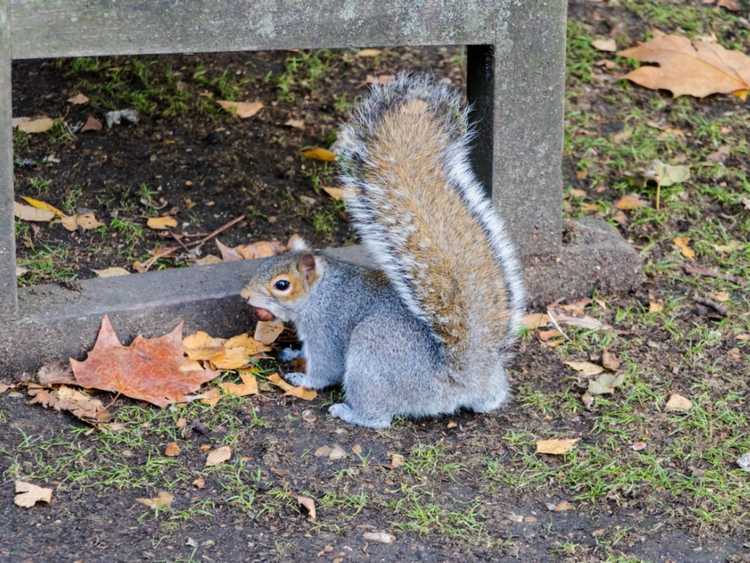 You are currently viewing Ce qui éloigne les écureuils : comment éloigner les écureuils du jardin