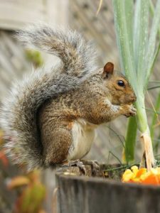 Lire la suite à propos de l’article Protection des plantes en pot : conseils pour protéger les plantes en pot des animaux