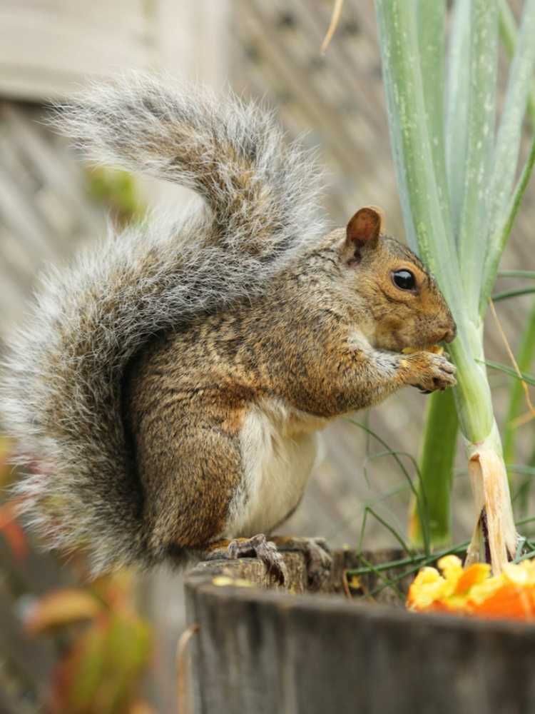 You are currently viewing Protection des plantes en pot : conseils pour protéger les plantes en pot des animaux