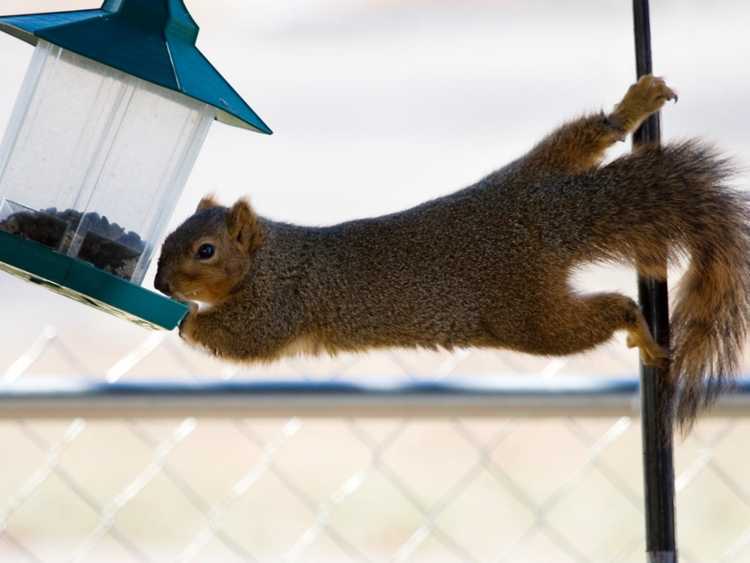 You are currently viewing Conseils infaillibles pour garder les écureuils hors des mangeoires à oiseaux