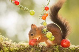 Lire la suite à propos de l’article Garder les écureuils hors des jardins : conseils pour protéger les tomates des écureuils