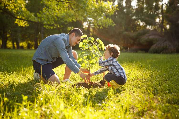 Lire la suite à propos de l’article Conseils pour planter des arbres : comment et quand planter des arbres