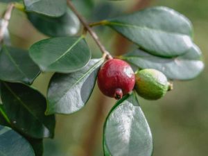 Lire la suite à propos de l’article Plantes de goyave aux fraises: comment faire pousser un goyave aux fraises