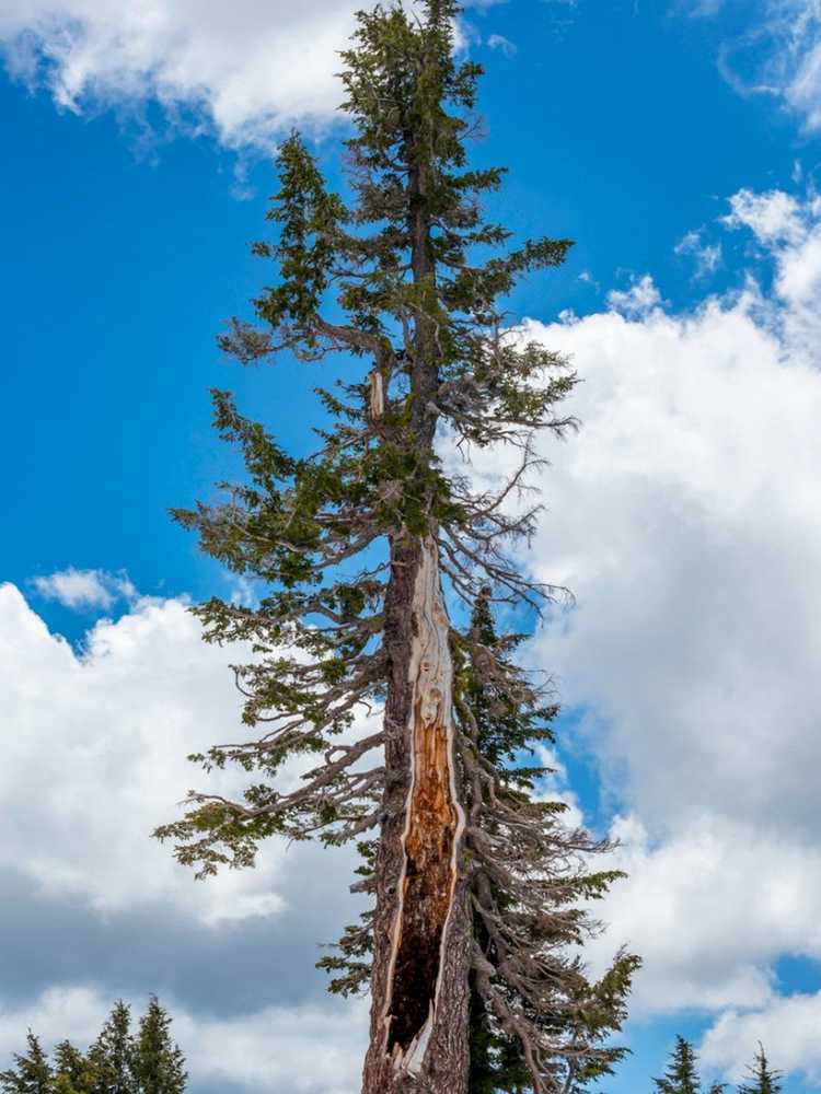 You are currently viewing Qu'est-ce qu'un sapin rouge de Californie – Abies Magnifica Info