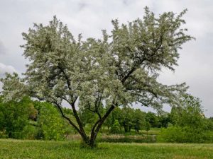 Lire la suite à propos de l’article Entretien du saule blanc : apprenez à faire pousser un saule blanc