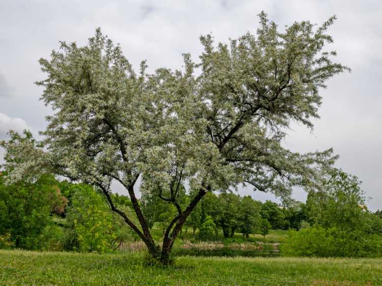 You are currently viewing Entretien du saule blanc : apprenez à faire pousser un saule blanc