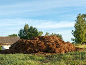 Lire la suite à propos de l’article En savoir plus sur les cultures de couverture d’engrais vert