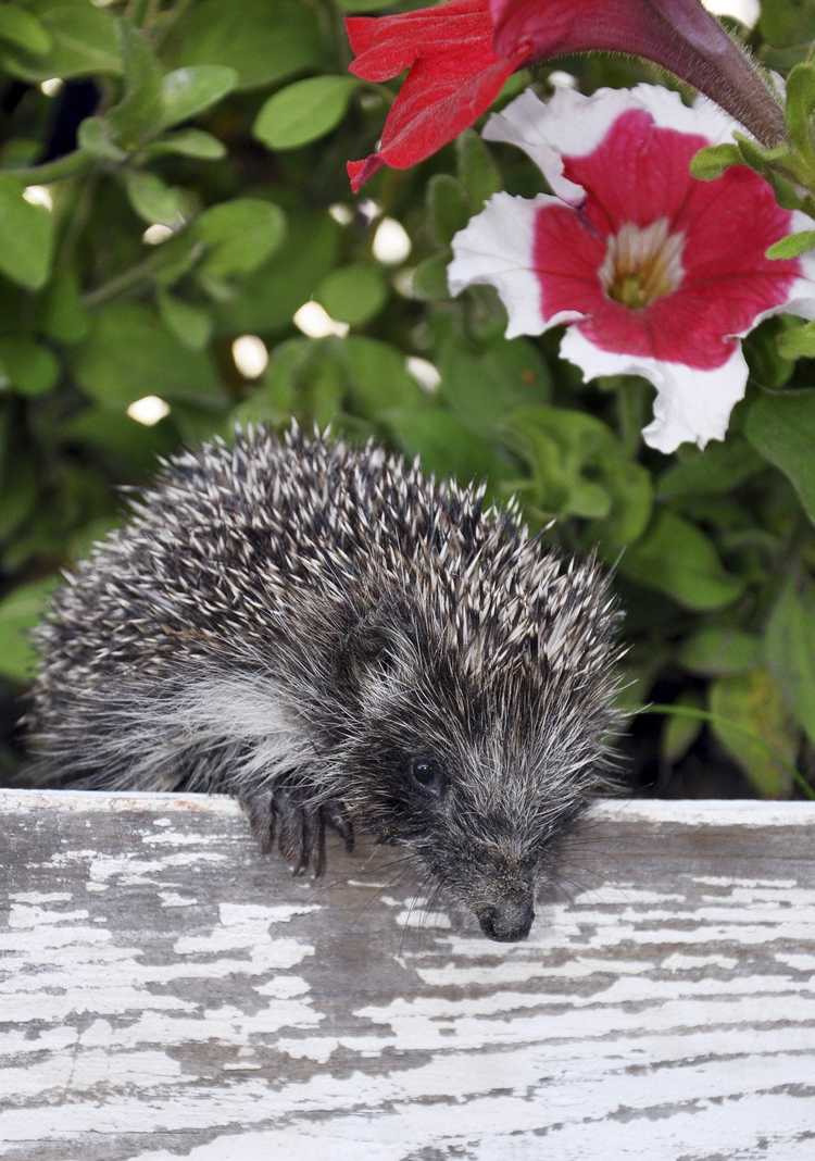 You are currently viewing Hérissons dans les jardins : conseils pour attirer les hérissons au jardin