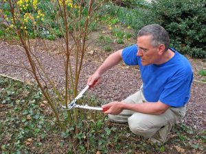 Lire la suite à propos de l’article Tailler les cornouillers: conseils pour tailler un cornouiller en fleurs