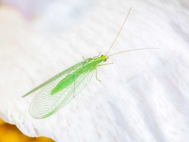 Lire la suite à propos de l’article Que sont les chrysopes vertes : conseils sur l'utilisation des chrysopes pour lutter contre les insectes