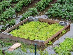 Lire la suite à propos de l’article Pluie excessive sur les plantes : comment jardiner dans un sol humide