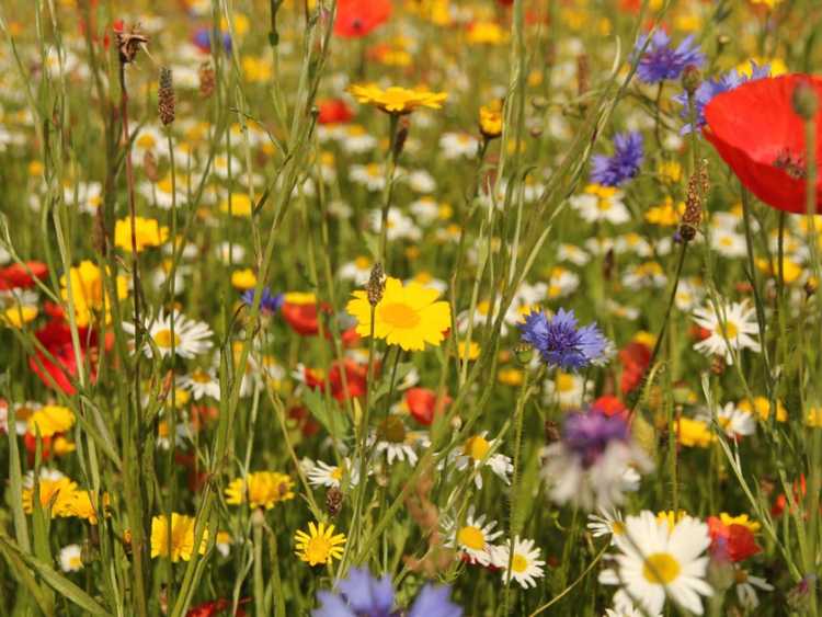Lire la suite à propos de l’article Un jardin de fleurs sauvages dans votre jardin