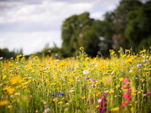 Lire la suite à propos de l’article Jardiner en toute simplicité : créer un paysage nécessitant peu d'entretien