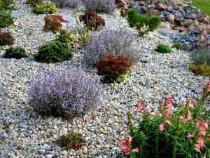 Lire la suite à propos de l’article Plantes de jardin en gravier – Apprenez à créer un jardin en gravier