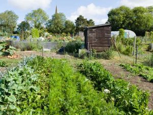 Lire la suite à propos de l’article Qu'est-ce que le jardinage de guérilla : informations sur la création de jardins de guérilla