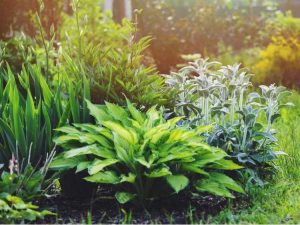 Lire la suite à propos de l’article Jardiner avec des plantes à feuillage : comment créer un jardin à feuillage entièrement vert