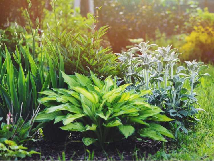 You are currently viewing Jardiner avec des plantes à feuillage : comment créer un jardin à feuillage entièrement vert