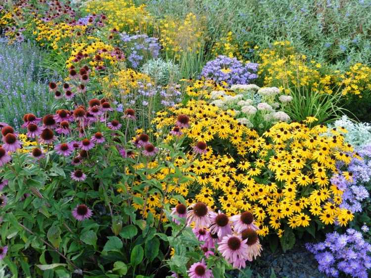Lire la suite à propos de l’article Jardiner avec des plantes vivaces – Comment concevoir un jardin de plantes vivaces