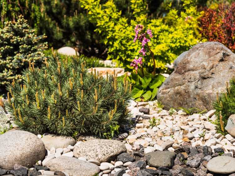 Lire la suite à propos de l’article Jardins de rocaille d'arrière-cour : construire un jardin de rocaille