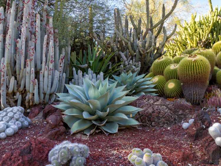 Lire la suite à propos de l’article Idées de jardins du désert : comment créer un jardin du désert