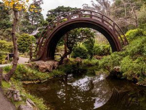 Lire la suite à propos de l’article Plantes japonaises en plein soleil – Planter un jardin japonais en plein soleil