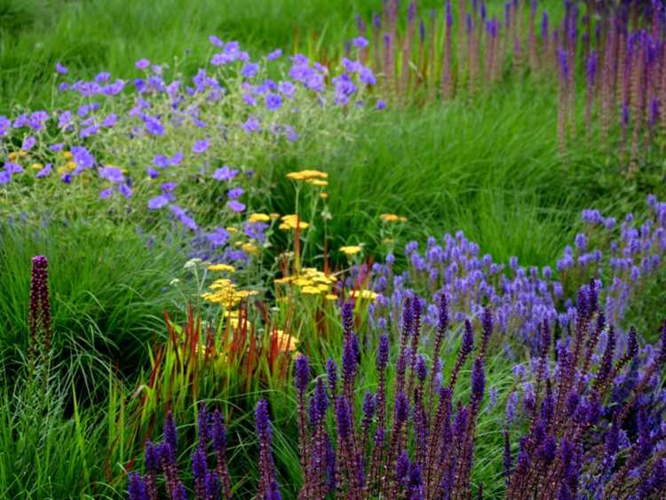 Lire la suite à propos de l’article Conception de jardin de prairie : conseils pour créer un jardin de style prairie