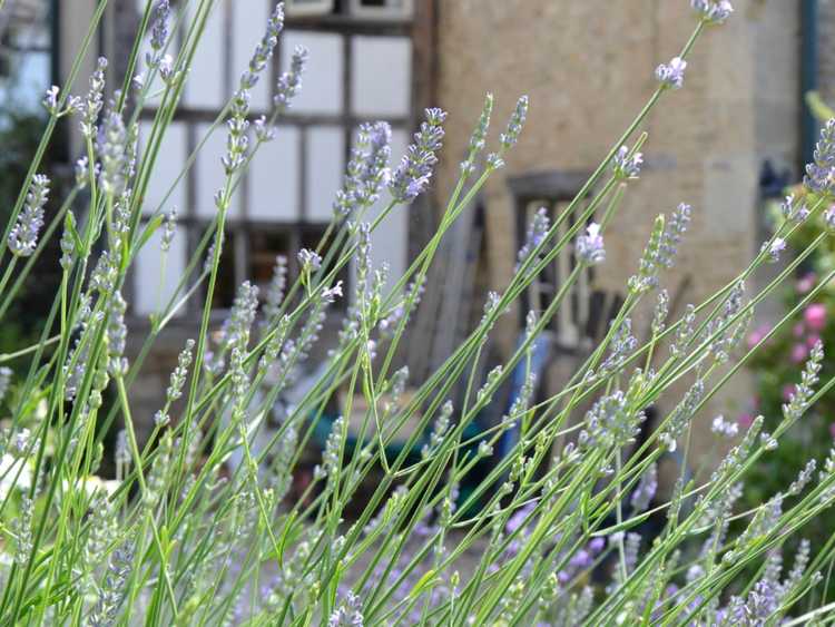 You are currently viewing Cultiver des jardins d'herbes anglaises : herbes populaires pour les jardins anglais