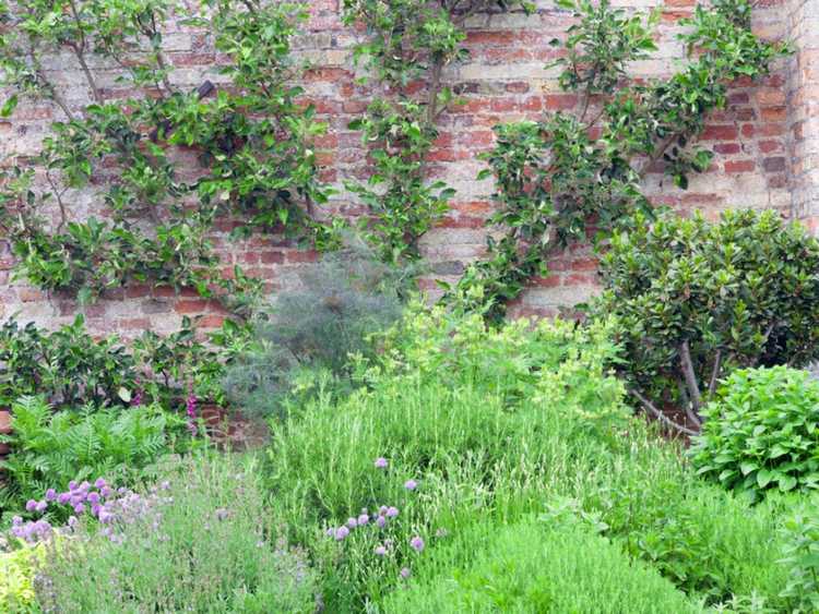 You are currently viewing Cultiver des herbes victoriennes – Qu'est-ce qu'un jardin d'herbes victoriennes