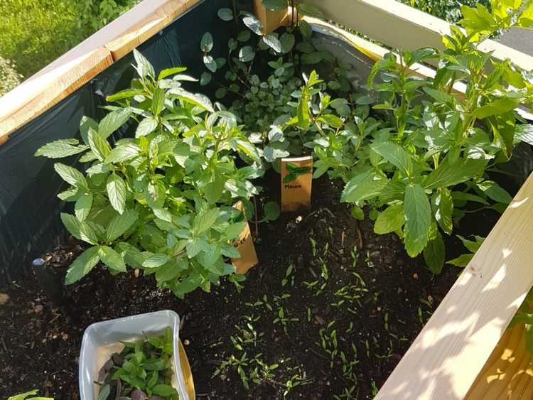 You are currently viewing Idées de jardins d'herbes biologiques : comment démarrer un jardin d'herbes aromatiques biologiques