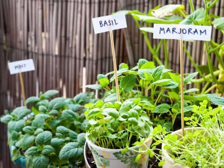 Lire la suite à propos de l’article Jardins d'herbes comestibles : conseils pour cultiver un jardin d'herbes culinaires