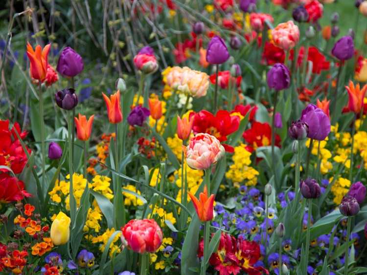 You are currently viewing Conseils pour ajouter des bulbes à votre jardin de fleurs