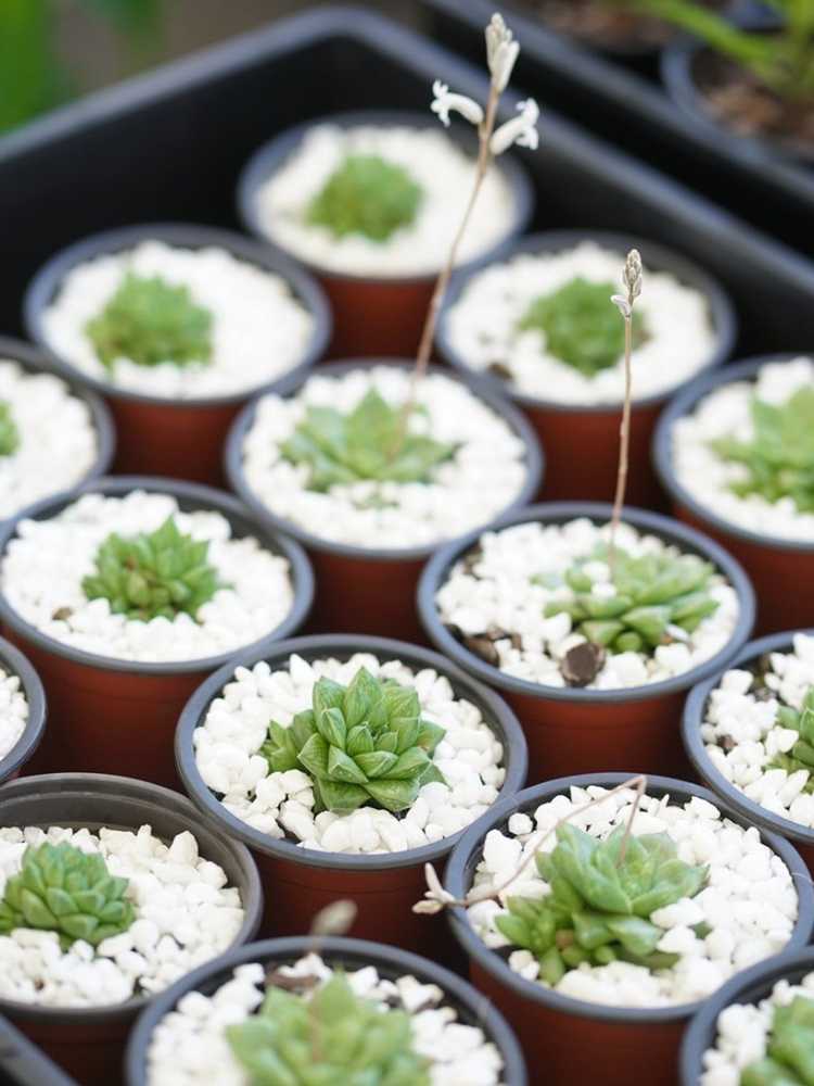 Lire la suite à propos de l’article Qu'est-ce qu'un kit de démarrage succulent – Meilleurs kits de démarrage succulents