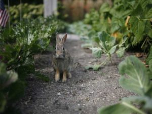 Lire la suite à propos de l’article Potager respectueux de la faune – Cultivez des légumes dans un jardin animalier