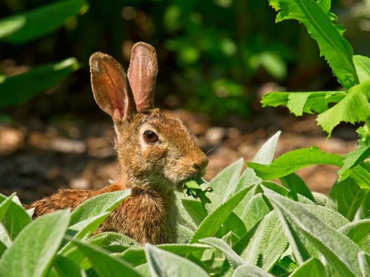 Lire la suite à propos de l’article Comment éloigner les lapins des jardins