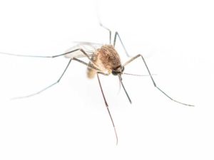 Lire la suite à propos de l’article Lutte contre les moustiques dans la cour – Anti-moustique et autres méthodes de lutte contre les moustiques