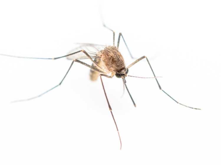 You are currently viewing Lutte contre les moustiques dans la cour – Anti-moustique et autres méthodes de lutte contre les moustiques